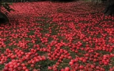 Hij vernielde midden in de nacht haar appelboom: de wraakactie van deze vrouw werd legendarisch in de hele buurt.