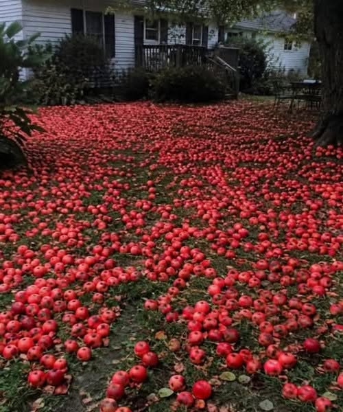 Hij vernielde midden in de nacht haar appelboom: de wraakactie van deze vrouw werd legendarisch in de hele buurt.